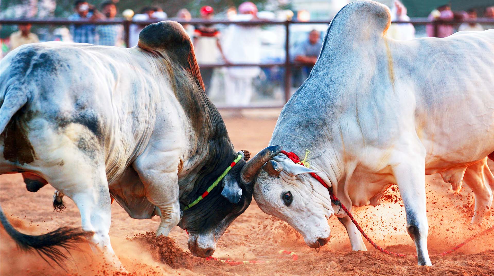 Bull Butting